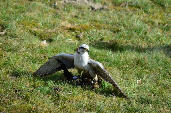 Falke Falke