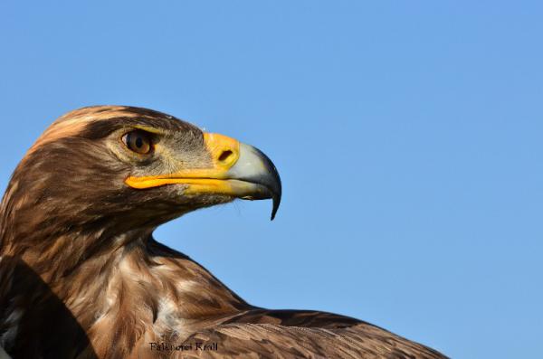 Adler Adler