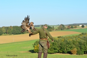 Greifvogelvorstellung in der Hausfalknerei