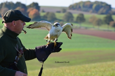 Greifvogelflug im Revier