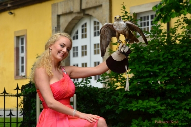 Greifvogel zur Hochzeit am Schloss Rheder #1