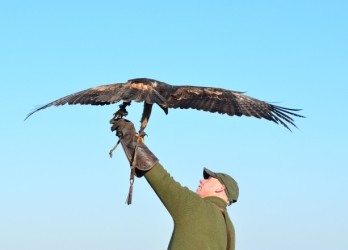 Adler im Start zum Freiflug von der Hand des Falkners Markus Kroll