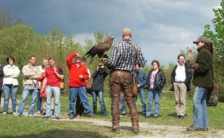 Greifvogelvorstellung auf Markt mit Adler