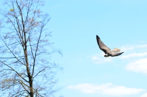 Greifvogel bei Auftragsfalknerei Greifvogel bei Auftragsfalknerei